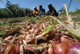 Petani memanen demplot bawang merah varietas Lokananta di Desa Taraban, Pamekasan, Jawa Timur, Sabtu (18/8). Produksi bawang merah varietas lokananta mencapai 20 ton per hektar atau dua kali lipat lebih banyak dibanding bibit lokal serta dinilai lebih tahan terhadap penyakit. Antara Jatim/Saiful Bahri/mas/18. 