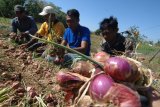 Petani memanen demplot bawang merah varietas Lokananta di Desa Taraban, Pamekasan, Jawa Timur, Sabtu (18/8). Produksi bawang merah varietas lokananta mencapai 20 ton per hektar atau dua kali lipat lebih banyak dibanding bibit lokal serta dinilai lebih tahan terhadap penyakit. Antara Jatim/Saiful Bahri/mas/18. 