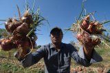 Petani menunjukkan bawang merah varietas Lokananta di Desa Taraban,  Pamekasan, Jawa Timur, Sabtu (18/8). Produksi bawang merah varietas lokananta mencapai 20 ton per hektar atau dua kali lipat lebih banyak dibanding bibit lokal serta dinilai lebih tahan terhadap penyakit.  Antara Jatim/Saiful Bahri/mas/18.