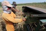 Petani merontokkan gabah saat dipanen di area persawahan Desa Doko, Kediri, Jawa Timur, Kamis (2/8). Pemerintah menganggarkan Rp1 triliun untuk pengadaan 1.000 mesin pengering gabah guna mempercepat proses pengolahan sekaligus mengejar target serapan Bulog dari petani sebesar 27.000 ton per hari. Antara jatim/Prasetia Fauzani/zk/18