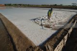 Petani panen garam di Desa Konang, Pamekasan, Jawa Timur, Selasa (7/8). Harga garam ditingkat petani di Madura turun dari bulan Juni lalu yaitu Rp 2.1 juta menjadi Rp1.1 juta hingga Rp1.3 juta per ton karena mulai musim panen Antara Jatim/Saiful Bahri/18