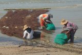 Petani memanen rumput laut di Pantai Tanjung, Pamekasan, Jawa Timur, Senin (20/8). Dalam satu bulan terakhir harga rumput laut sayur di daerah itu naik dari Rp6.000 menjadi Rp7.500 per kg kering menyusul minimnya stok ditingkat petani. Antara Jatim/Saiful Bahri/mas/18.