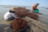 Petani memanen rumput laut di Pantai Tanjung, Pamekasan, Jawa Timur, Senin (20/8). Dalam satu bulan terakhir harga rumput laut sayur di daerah itu naik dari Rp6.000 menjadi Rp7.500 per kg kering menyusul minimnya stok ditingkat petani. Antara Jatim/Saiful Bahri/mas/18.