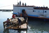 Pekerja menurunkan kambing dari lambung perahu layar motor di Pelabuhan Kalbut, Mangaran, Situbondo, Jawa Timur, Kamis (16/8). Menjelang Iduladha permintaan hewan kurban kambing dan sapi dari Pulau Madura yang didatangkan melalui Pelabuhan Kalbut mengalami kenaikan dari biasanya 50 ekor menjadi 150 ekor. Hewan-hewan tersebut dijual seharga Rp1,5 juta-Rp18 juta per ekor. Antara Jatim/Seno/mas/18.