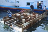 Pekerja menurunkan sapi dari lambung Perahu Layar Motor di Pelabuhan Kalbut, Mangaran, Situbondo, Jawa Timur, Kamis (16/8). Menjelang Iduladha permintaan hewan kurban kambing dan sapi dari Pulau Madura yang didatangkan melalui Pelabuhan Kalbut mengalami kenaikan dari biasanya 50 ekor menjadi 150 ekor. Hewan-hewan tersebut dijual seharga Rp1,5 juta-Rp18 juta per ekor. Antara Jatim/Seno/mas/18.