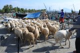 Pekerja menurunkan kambing dari Perahu Layar Motor di Pelabuhan Kalbut, Mangaran, Situbondo, Jawa Timur, Kamis (16/8).Â Menjelang Iduladha permintaan hewan kurban kambing dan sapi dari Pulau Madura yang didatangkan melalui Pelabuhan Kalbut mengalami kenaikan dari biasanya 50 ekor menjadi 150 ekor. Hewan-hewan tersebut dijual seharga Rp1,5 juta-Rp18 juta per ekor. Antara Jatim/Seno/mas/18.