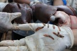 Petugas Dinas Ketahanan Pangan dan Peternakan menemukan cacing hati pada hati hewan kurban saat sidak di Desa Ngasem, Kediri, Jawa Timur, Rabu (22/8). Sejumlah hati kambing yang terserang cacing tersebut dilarang dikonsumsi dan harus dimusnahkan karena membahayakan kesehatan manusia. Antara Jatim/Prasetia Fauzani/zk/18