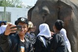 Gajah dan badak tetap jadi ikon Festival Waykambas