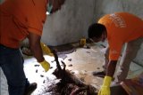Polisi Jayapura temukan tulang belulang manusia