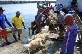 Pekerja menurunkan kambing dari lambung perahu layar motor di Pelabuhan Kalbut, Mangaran, Situbondo, Jawa Timur, Kamis (16/8). Menjelang Iduladha permintaan hewan kurban kambing dan sapi dari Pulau Madura yang didatangkan melalui Pelabuhan Kalbut mengalami kenaikan dari biasanya 50 ekor menjadi 150 ekor. Hewan-hewan tersebut dijual seharga Rp1,5 juta-Rp18 juta per ekor. Antara Jatim/Seno/mas/18.