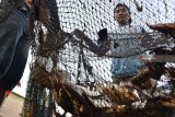 Pencari ikan mengangkat jaring ikan di Waduk Dawuhan di Kabupaten Madiun, Jawa Timur, Juat (25/8). Warga sekitar memanfaatkan kondisi surutnya waduk untuk mencari ikan. Antara Jatim/Siswowidodo/mas/18.