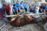 Warga bergotong royong mempersiapkan proses pemotongan hewan kurban di Desa Ngasem, Kediri, Jawa Timur, Rabu (22/8). Sejumlah pedagang hewan kurban di wilayah tersebut memberikan pelayanan jasa sembelih gratis guna menarik menat pembeli karena ketatnya persaingan seiring banyaknya pedagang hewan kurban musiman. Antara Jatim/Prasetia Fauzani/mas/18.