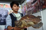 Seorang perempuan memperlihatkan seekor Labi-Labi Moncong Babi atau Bulus yang sudah diawetkan, di stand pameran Pesparawi Nasional di Rumah Radakng, Pontianak, Kalbar, Rabu (1/8). Labi-labi Moncong Babi (Carettochelys insculpta) yang merupakan satwa dilindungi tersebut, telah dalam kondisi diawetkan dan dijual seharga Rp5 Juta per buah. ANTARA FOTO/Jessica Helena Wuysang/18