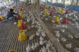 Peternak melakukan perawatan di sentra peternakan ayam buras jenis pedaging di Tulungagung, Jawa Timur, Rabu (1/8). Menurut peternak, pelarangan penggunaan antibiotik AGP (antibiotik growth promoter) pada unggas menyebabkan biaya pakan dan perawatan ternak meningkat dua kali lipat dibanding sebelumnya karena ayam menjadi lebih rentan terserang penyakit. Antara jatim/Destyan Sujarwoko/18