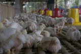 Peternak melakukan perawatan di sentra peternakan ayam buras jenis pedaging di Tulungagung, Jawa Timur, Rabu (1/8). Menurut peternak, pelarangan penggunaan antibiotik AGP (antibiotik growth promoter) pada unggas menyebabkan biaya pakan dan perawatan ternak meningkat dua kali lipat dibanding sebelumnya karena ayam menjadi lebih rentan terserang penyakit. Antara jatim/Destyan Sujarwoko/18