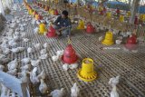 Peternak melakukan perawatan di sentra peternakan ayam buras jenis pedaging di Tulungagung, Jawa Timur, Rabu (1/8). Menurut peternak, pelarangan penggunaan antibiotik AGP (antibiotik growth promoter) pada unggas menyebabkan biaya pakan dan perawatan ternak meningkat dua kali lipat dibanding sebelumnya karena ayam menjadi lebih rentan terserang penyakit. Antara jatim/Destyan Sujarwoko/18