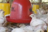 Peternak melakukan perawatan di sentra peternakan ayam buras jenis pedaging di Tulungagung, Jawa Timur, Rabu (1/8). Menurut peternak, pelarangan penggunaan antibiotik AGP (antibiotik growth promoter) pada unggas menyebabkan biaya pakan dan perawatan ternak meningkat dua kali lipat dibanding sebelumnya karena ayam menjadi lebih rentan terserang penyakit. Antara jatim/Destyan Sujarwoko/18