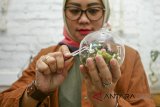 Perajin menyelesaikan pembuatan kerajinan tanaman hias Terrarium di workshop Hijau Daun, Bandung, Jawa Barat, Selasa (21/8). Workshop Hijau daun saat ini hanya menyediakan bahan baku Terrarium dengan harga Rp 35.000 - Rp.55.000 rupiah serta memberi workshop Terrarium dengan harga Rp.150.000. ANTARA JABAR/M Ibnu Chazar/agr/18.