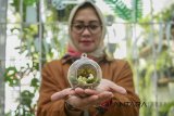 Perajin menunjukan hasil kerajinan tanaman hias Terrarium di workshop Hijau Daun, Bandung, Jawa Barat, Selasa (21/8). Workshop Hijau daun saat ini hanya menyediakan bahan baku Terrarium dengan harga Rp 35.000 - Rp.55.000 rupiah serta memberi workshop Terrarium dengan harga Rp.150.000. ANTARA JABAR/M Ibnu Chazar/agr/18.