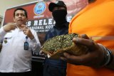 Kepala Badan Narkotika Nasional (BNN) Kota Kediri AKBP Bunawar (kiri) memperlihatkan tersangka pengguna ganja berikut barang bukti ganja seberat 2 ons 22 gram saat rilis di kantor BNN Kota Kediri, Jawa Timur, Senin (20/8). Penangkapan tersebut merupakan hasil ungkap peredaran narkoba BNN Kota Kediri yang ke tiga kalinya pada tahun 2018. Antara Jatim/Prasetia Fauzani/mas/18.