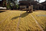 Petani menjemur daun tembakau rajang di salah satu Desa di Blitar, Jawa Timur, Senin (13/8). Sejumlah petani di daerah tersebut menyatakan jika kualitas panen daun tembakau pada masa panen kali ini membaik dengan perkiraan harga jualnya mencapai Rp.35ribu hingga Rp.40ribu perkilogramnya yang disebabkan rendahnya curah hujan di daerah itu. Antara Jatim/Irfan Anshori/mas/18.