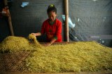 Petani menata daun tembakau rajang yang hendak di jemur di salah satu Desa di Blitar, Jawa Timur, Senin (13/8). Sejumlah petani di daerah tersebut menyatakan jika kualitas panen daun tembakau pada masa panen kali ini membaik dengan perkiraan harga jualnya mencapai Rp.35ribu hingga Rp.40ribu perkilogramnya yang disebabkan rendahnya curah hujan di daerah itu. Antara Jatim/Irfan Anshori/mas/18.