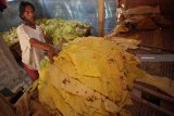 Petani menata daun tembakau yang akan dirajang di salah satu Desa di Blitar, Jawa Timur, Senin (13/8). Sejumlah petani di daerah tersebut menyatakan jika kualitas panen daun tembakau pada masa panen kali ini membaik dengan perkiraan harga jualnya mencapai Rp.35ribu hingga Rp.40ribu perkilogramnya yang disebabkan rendahnya curah hujan di daerah itu. Antara Jatim/Irfan Anshori/mas/18.