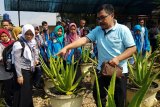 Sejumlah peserta Siswa Mengenal Nusantara (SMN) 2018 dari Jawa Tengah berkunjung ke Aloe Vera Center di Jalan 28 Oktober Pontianak, Kalbar, Sabtu (18/8). Kegiatan tersebut untuk mengenalkan kepada siswa-siswi tentang salah satu ikon budidaya tanaman khas lidah buaya yang menjadi unggulan Kalbar. ANTARA FOTO/Jessica Helena Wuysang/18