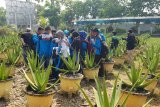 Sejumlah peserta Siswa Mengenal Nusantara (SMN) 2018 dari Jawa Tengah berkunjung ke Aloe Vera Center di Jalan 28 Oktober Pontianak, Kalbar, Sabtu (18/8). Kegiatan tersebut untuk mengenalkan kepada siswa-siswi tentang salah satu ikon budidaya tanaman khas lidah buaya yang menjadi unggulan Kalbar. ANTARA FOTO/Jessica Helena Wuysang/18