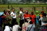 Menteri Pertanian, Amran Sulaiman (kelima kiri) didampingi Dirut Perum Bulog, Budi Waseso (keempat kiri) menggotong bawang merah usai panen raya di Desa Jagalempeni, Brebes, Jawa Tengah, Rabu (1/8/2018). Menteri Pertanian mengatakan, luas areal panen bawang merah di Brebes tercatat bisa mencapai 29.000 - 32.000 hektar dengan angka produksi sekitar 273.000 ton dan secara nasional Brebes menyumbang kontribusi produksi bawang merah sebesar 18,5 persen sedangkan Jawa Tengah mencapai 57 persen. (ANTARA FOTO/Oky Lukmansyah) 