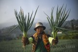 Petani memanen daun bawang di Kampung Salakaso, Kabupaten Bandung, Jawa Barat, Senin (13/8). Petani mengaku harga jual  daun bawang saat ini turun dari harga Rp 9.000 menjadi Rp 6.000 akibat melimpahnya pasokan. ANTARA JABAR/Raisan Al Farisi/agr/18.