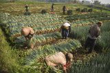 Petani memanen daun bawang di Kampung Salakaso, Kabupaten Bandung, Jawa Barat, Senin (13/8). Petani mengaku harga jual  daun bawang saat ini turun dari harga Rp 9.000 menjadi Rp 6.000 akibat melimpahnya pasokan. ANTARA JABAR/Raisan Al Farisi/agr/18.