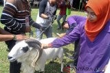 Petugas memeriksa suhu tubuh domba saat pemeriksaan hewan kurban di Bursa Hewan Kurban, Pusat Penelitian dan Pengembangan Peternakan (Puslitbangnak) di Jalan Pajajaran, Kota Bogor, Jawa Barat, Sabtu (11/8). Pemeriksaan kesehatan yang dilakukan petugas gabungan Dinas Pertanian Kota Bogor, Balai Penelitian Veteriner dan Puslitbangnak yang meliputi usia, suhu tubuh dan gigi tersebut bertujuan untuk memastikan hewan kurban yang akan disembelih dalam kondisi sehat, bebas dari penyakit dan aman dikonsumsi. ANTARA JABAR/Arif Firmansyah/agr/18.