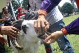 Petugas memeriksa suhu tubuh domba saat pemeriksaan hewan kurban di Bursa Hewan Kurban, Pusat Penelitian dan Pengembangan Peternakan (Puslitbangnak) di Jalan Pajajaran, Kota Bogor, Jawa Barat, Sabtu (11/8). Pemeriksaan kesehatan yang dilakukan petugas gabungan Dinas Pertanian Kota Bogor, Balai Penelitian Veteriner dan Puslitbangnak yang meliputi usia, suhu tubuh dan gigi tersebut bertujuan untuk memastikan hewan kurban yang akan disembelih dalam kondisi sehat, bebas dari penyakit dan aman dikonsumsi. ANTARA JABAR/Arif Firmansyah/agr/18.