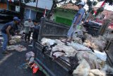Pengepul kulit menata kulit kambing di Surabaya, Jawa Timur, Rabu (22/8). Kulit hewan kurban tersebut dibeli dari warga dengan harga Rp20.000 per lembar untuk kulit kambing sedangkan Rp6.000 per kilo untuk kulit sapi. Antara Jatim/Didik Suhartono/mas/18.