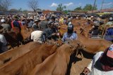 Pedagang menunggui sapi dagangannya di Pasar Keppo, Pamekasan, Jawa Timur, Sabtu (18/8). Dalam dua pekan terakhir penjualan sapi di pasar itu meningkat hingga 20 persen dari 1.000 ekor menjadi 1.200 ekor per hari pasaran. Sementara harga sapi layak kurban naik Rp1 juta per ekor dengan kisaran Rp10 juta hingga Rp20 juta per ekor. Antara Jatim/Saiful Bahri/mas/18.