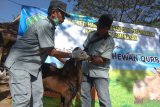 Petugas dari Dinas Peternakan memeriksa hewan kurban di Pasar 17 Agustus, Pamekasan, Jawa Timur, Kamis (16/8). Pemeriksaan yang dilakukan ke pasar-pasar hewan di kabupaten itu, guna memastikan kesehatan hewan kurban menjelang Idul Adha tahun ini. Antara Jatim/Saiful Bahri/mas/18.