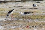 Sekawanan burung Gagang-Bayam Timur (Himantopus leucocephalus) mencari makan di rawa kawasan hutan mangrove, Karangsong, Indramayu, Jawa Barat, Minggu (12/8). Berdasarkan penetapan Peraturan Menteri Lingkungan Hidup dan Kehutanan (KLHK) tahun 2018, burung merupakan jenis satwa yang paling banyak dilindungi hingga mencapai 562 jenis burung dari total 1771 jenis burung yang ada di Indonesia. ANTARA JABAR/Dedhez Anggara/agr/18.