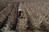 Petani memetik buah timun yang gagal panen di Kampung Cimekar, Kabupaten Bandung, Jawa Barat, Senin (6/8). Petani mengaku merugi hingga 80 persen di setiap musim panennya akibat kekurangan pasokan air untuk lahan garapannya sejak awal Juli 2018. ANTARA JABAR/Raisan Al Farisi/agr/18.