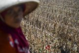 Petani memetik buah timun yang gagal panen di Kampung Cimekar, Kabupaten Bandung, Jawa Barat, Senin (6/8). Petani mengaku merugi hingga 80 persen di setiap musim panennya akibat kekurangan pasokan air untuk lahan garapannya sejak awal Juli 2018. ANTARA JABAR/Raisan Al Farisi/agr/18.