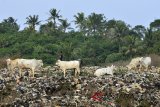 Sejumlah sapi mencari makan di tumpukan sampah di Tempat Pembuangan Akhir (TPA) Ciangir, Tasikmalaya, Jawa Barat, Senin (20/8). Sejumlah pemilik sapi di kawasan tersebut menjual sapi untuk hewan kurban Idul Adha dengan harga Rp16 juta - Rp20 juta per ekor. ANTARA JABAR/Adeng Bustomi/agr/18