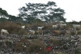 Sejumlah sapi mencari makan di tumpukan sampah di Tempat Pembuangan Akhir (TPA) Ciangir, Tasikmalaya, Jawa Barat, Senin (20/8). Sejumlah pemilik sapi di kawasan tersebut menjual sapi untuk hewan kurban Idul Adha dengan harga Rp16 juta - Rp20 juta per ekor. ANTARA JABAR/Adeng Bustomi/agr/18