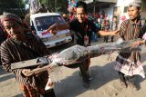 Warga mengarak seekor ikan lele goreng ukuran jumbo saat kegiatan bertajuk 'Seribu Encek Lele' di Desa Tunglur, Kediri, Jawa Timur, Sabtu (4/8). Kegiatan tahunan dengan menyediakan sedikitnya seribu porsi lele goreng tersebut guna mempromosikan desa Tunglur sebagai produsen ikan lele siap konsumsi dan juga pemasok bibit lele sangkuriang berkualitas. Antara jatim/Prasetia Fauzani/18