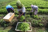 Buruh tani memanen tanam ketumbar berusia empat puluh hari di Desa Ploso Lor, Kediri, Jawa Timur, Senin (20/8). Sejumlah petani di daerah tersebut menanam ketumbar sebagai sayuran yang diekspor ke Taiwan melalui perantara pengepul dengan harga jual Rp4.000 per kilogram. Antara Jatim/Prasetia Fauzani/mas/18.