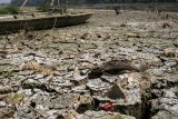 Seekor ikan Sapu-Sapu (Hypostomus plecostomus) mati di area sedimentasi sungai Citarum di kawasan Batujajar, Kabupaten Bandung Barat, Jawa Barat, Selasa (28/8). Musim kemarau yang melanda kawasan Bandung Raya dari beberapa waktu lalu mengakibatkan debit air sungai Citarum berkurang sehingga menyebabkan warna air menjadi hitam dan mengeluarkan bau menyengat serta sedimentasi dan sampah sungai mulai terlihat. ANTARA JABAR/Novrian Arbi/agr/18.