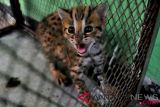 Polisi kejar pelaku penjualan kucing hutan