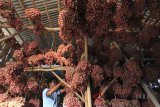 Petani menyimpan bawang merah hasil panen di Pekandangan, Indramayu, Jawa Barat, Kamis (9/8). Kementerian Pertanian tahun ini menargetkan ekspor bawang merah sebesar 500 ribu ton. ANTARA JABAR/Dedhez Anggara/agr/18. 