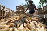 Buruh tani menata jagung ke dalam bak truk usai dipetik di area pertanian Desa Paron, Kediri, Jawa Timur, Senin (6/8). Pemerintah menargetkan ekspor jagung sebesar 500.000 ton dalam kurun waktu lima bulan ke depan atau meningkat dibanding tahun 2017 yang mengekspor sebanyak 100.000 ton. Antara jatim/Prasetia Fauzani/zk/18