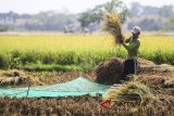 Petani memanen padi di areal persawahan Desa Sukaurip, Indramayu, Jawa Barat, Jumat (31/8). Kementerian Pertanian optimis produksi padi periode Januari-Agustus 2018 mencapai 49.156.501.94 ton. ANTARA JABAR/Dedhez Anggara/agr/18.