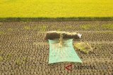 Petani memanen padi di areal persawahan Desa Sukaurip, Indramayu, Jawa Barat, Jumat (31/8). Kementerian Pertanian optimis produksi padi periode Januari-Agustus 2018 mencapai 49.156.501.94 ton. ANTARA JABAR/Dedhez Anggara/agr/18.